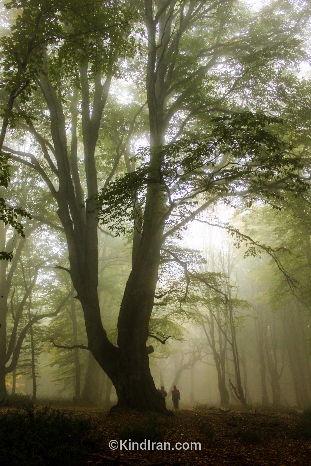  جنگل الیمستان؛ زیبایی به توان هزار