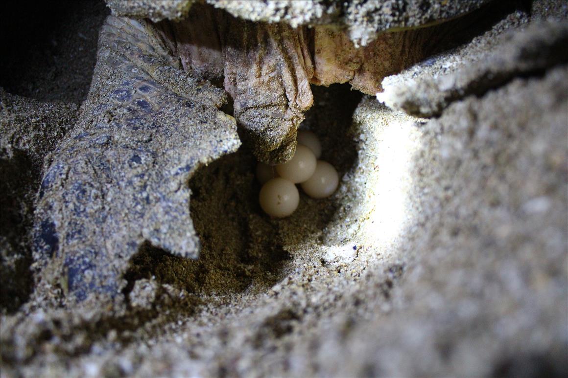 Nesting turtles