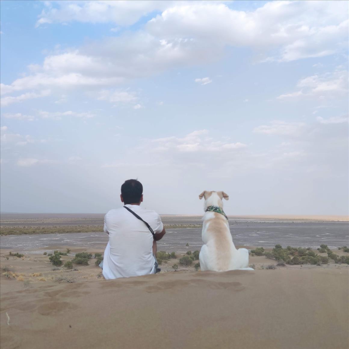与Leo一起游览伊朗；伊朗本土狗