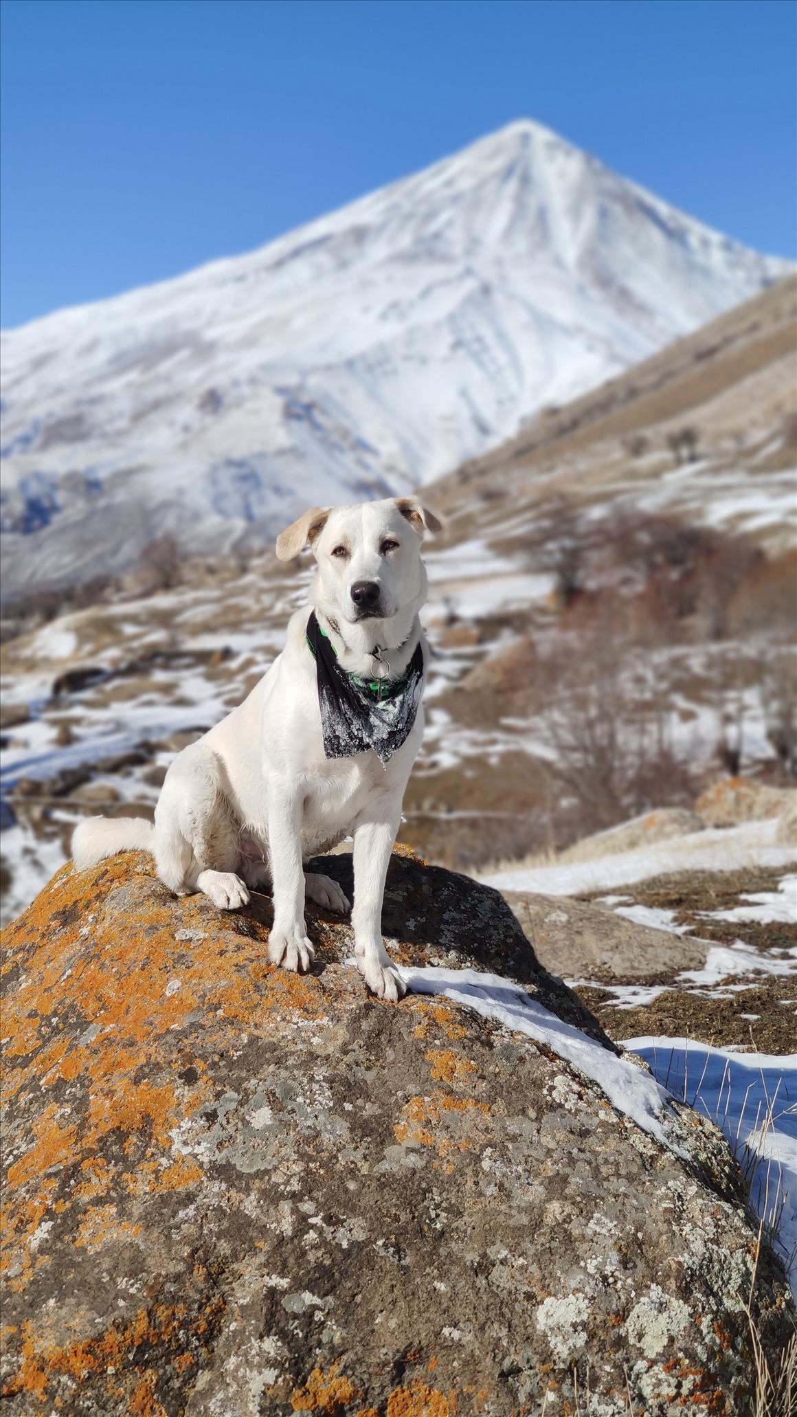 Tour in Iran with Leo; Iranian native dog