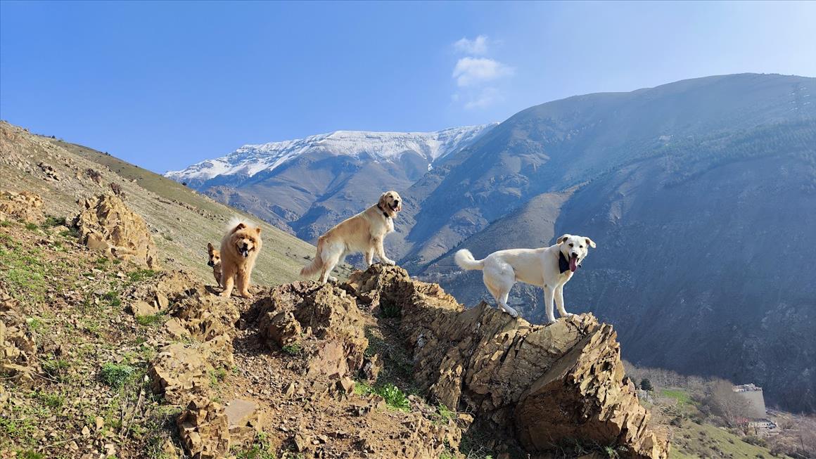 Tour in Iran with Leo; Iranian native dog