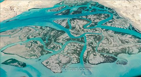 mangro 3.jpg
