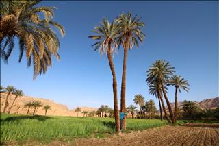 کشت برنج و خرما در کنار هم