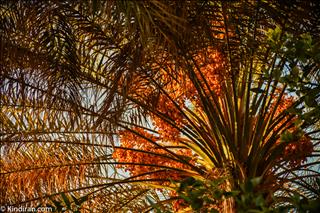 Chehar farsakh village