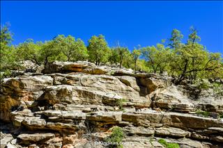 Trees on Rock