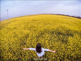 yellow Flowers Garden, Izeh