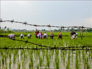کارآواهای زنان تالشی در شالیزارها!