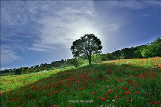 Tefin defile to SarvAbad