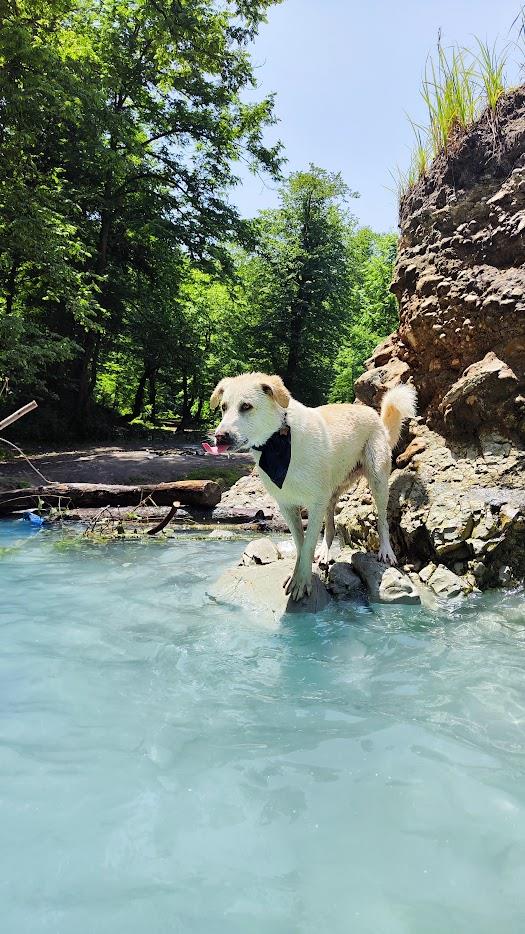 Tournée en Iran avec Léo;Chien d'origine iranienne