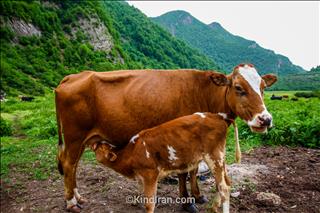 گاو و گوساله‌اش!