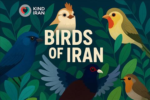 Birds of Iran: A Guide to 500 Native and Migratory Species